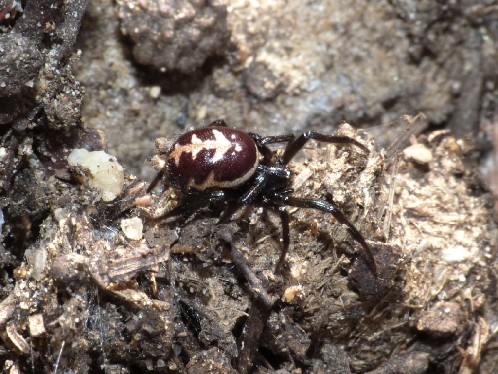 Steatoda paykulliana - Creta meridionale